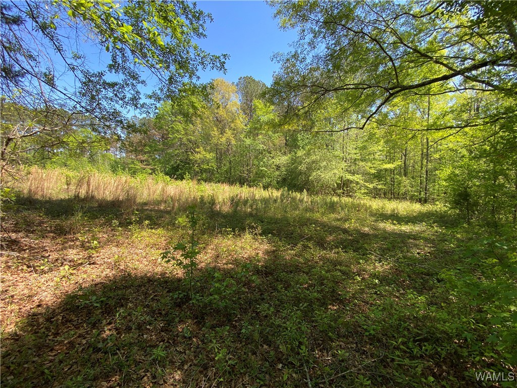 Vic Green Rd, North Port, Alabama image 9