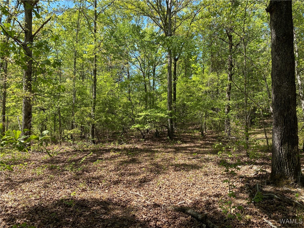 Vic Green Rd, North Port, Alabama image 1