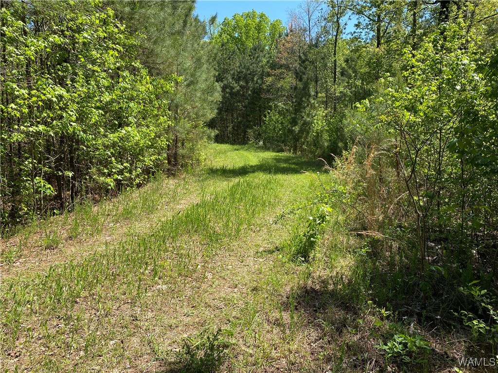Vic Green Rd, North Port, Alabama image 18