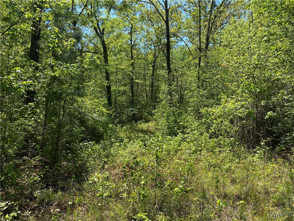 Vic Green Rd, North Port, Alabama image 7