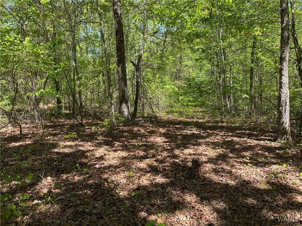 Vic Green Rd, North Port, Alabama image 5