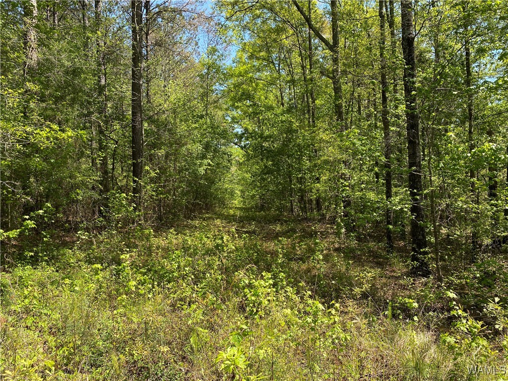 Vic Green Rd, North Port, Alabama image 6