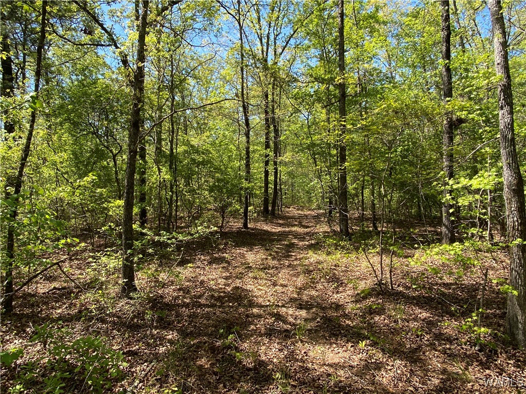 Vic Green Rd, North Port, Alabama image 11