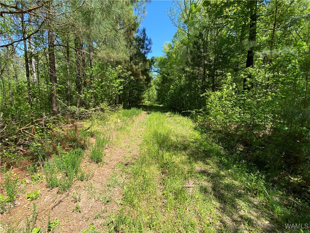 Vic Green Rd, North Port, Alabama image 14