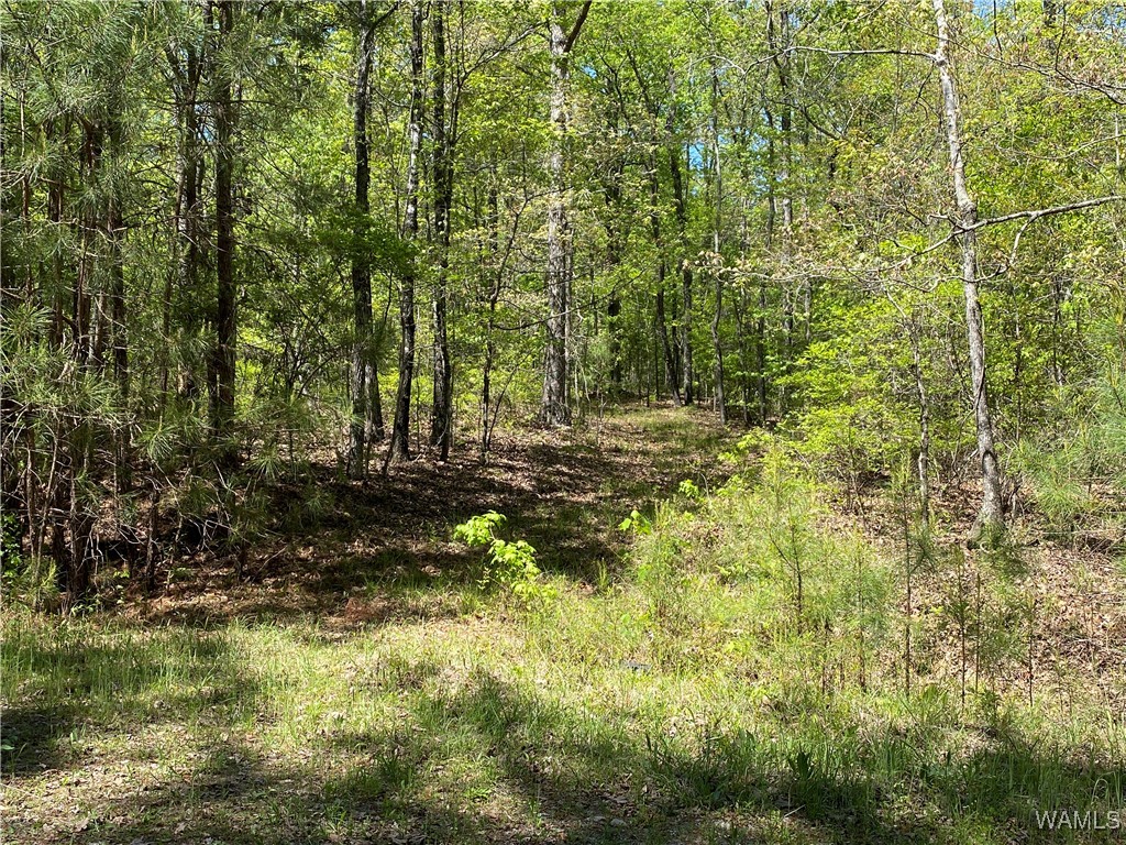 Vic Green Rd, North Port, Alabama image 16