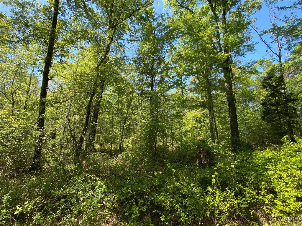 Vic Green Rd, North Port, Alabama image 13