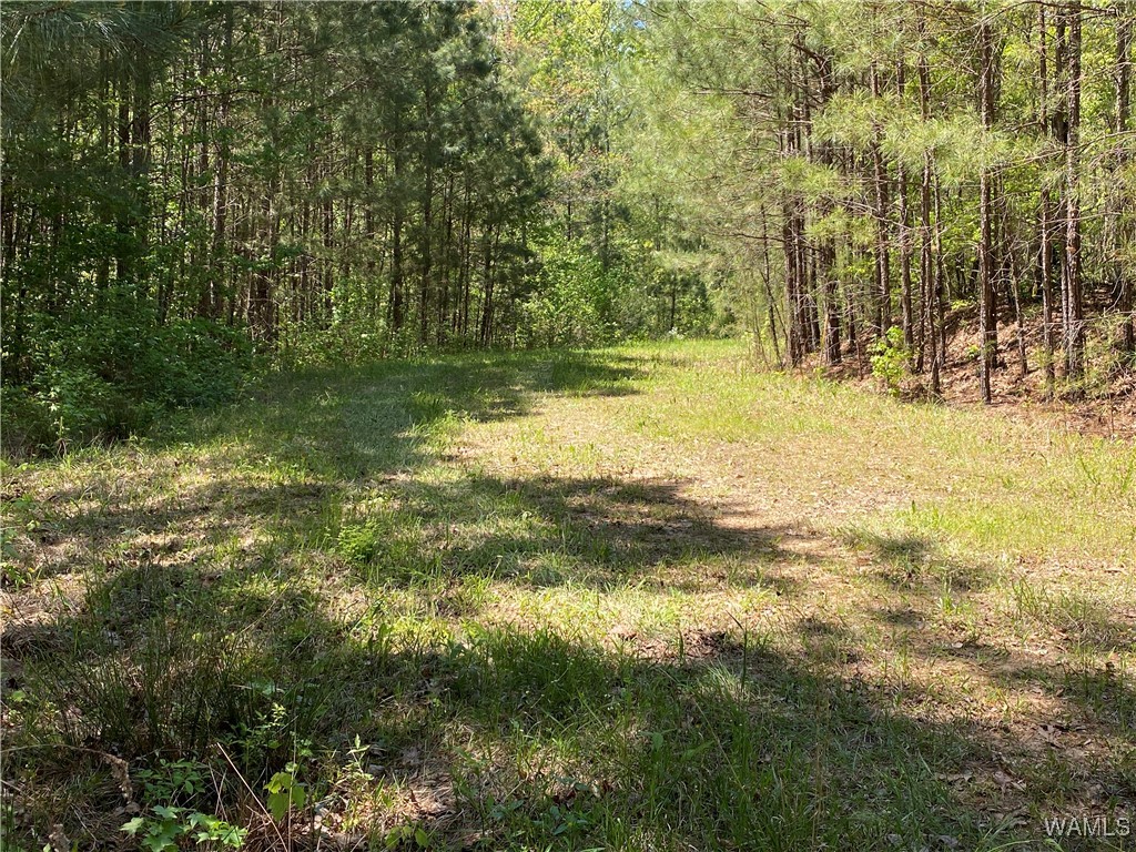 Vic Green Rd, North Port, Alabama image 17