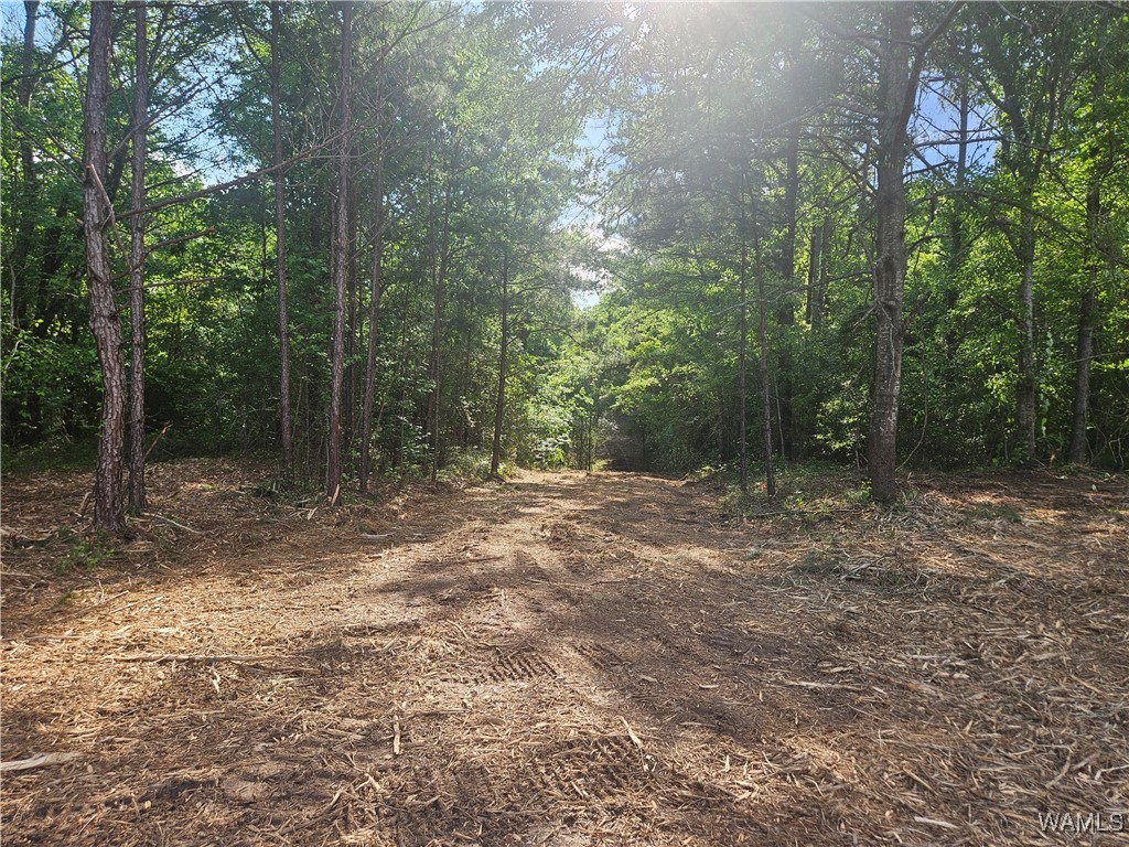 Lot 11 Magnolia Creek, Gordo, Alabama image 1