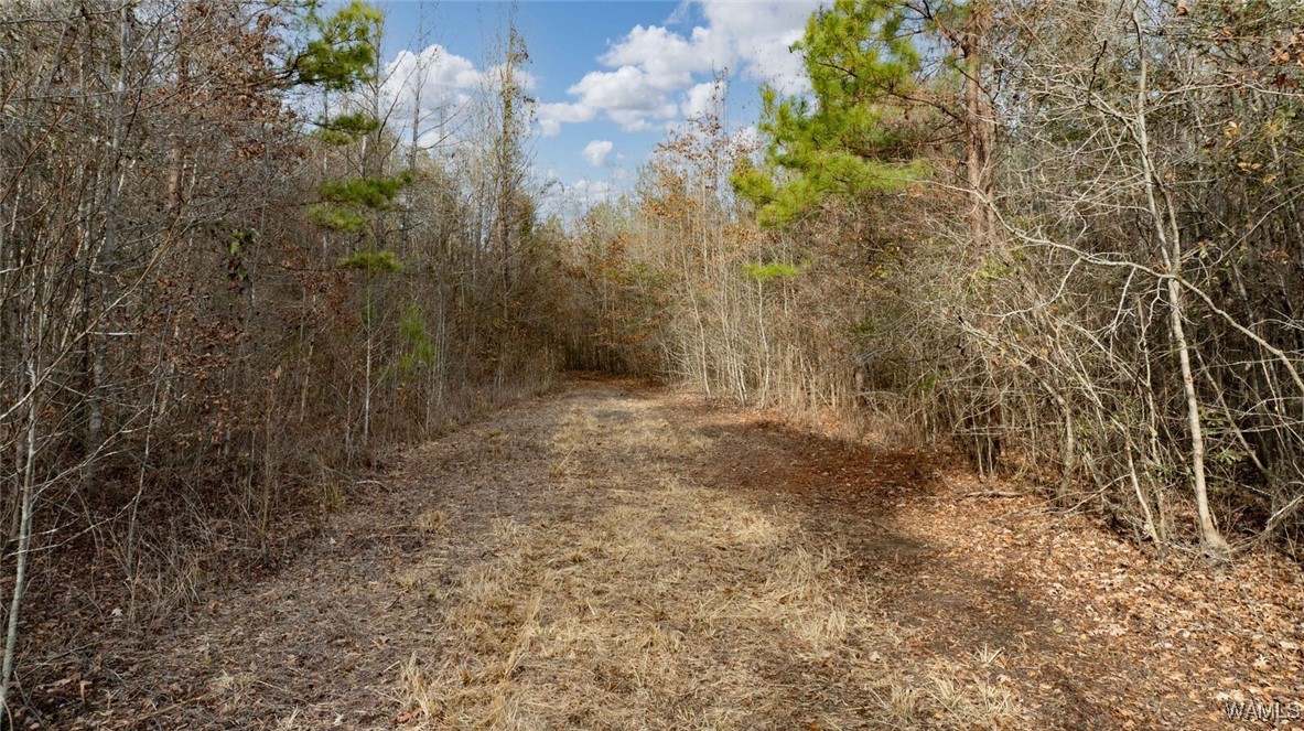 Brush Creek Dr., Akron, Alabama image 26