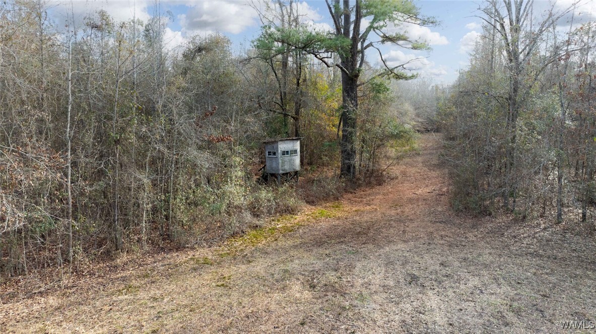 Brush Creek Dr., Akron, Alabama image 29