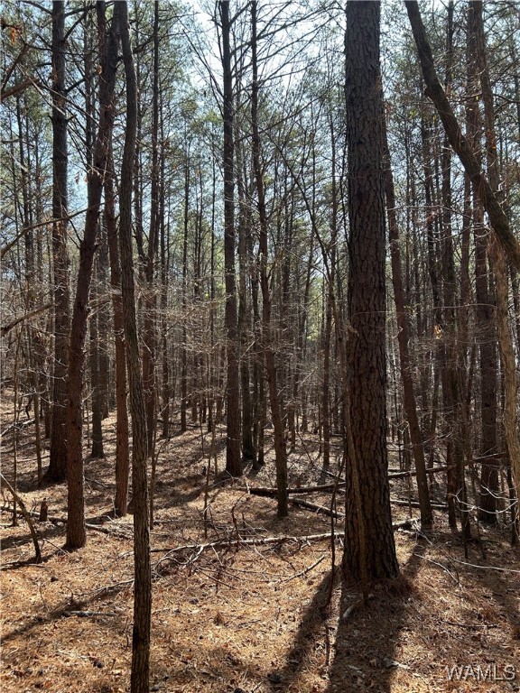 Jud Cook Road, Carbon Hill, Alabama image 7