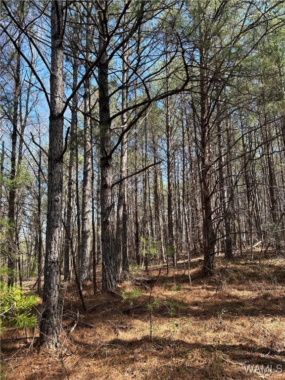 Jud Cook Road, Carbon Hill, Alabama image 3