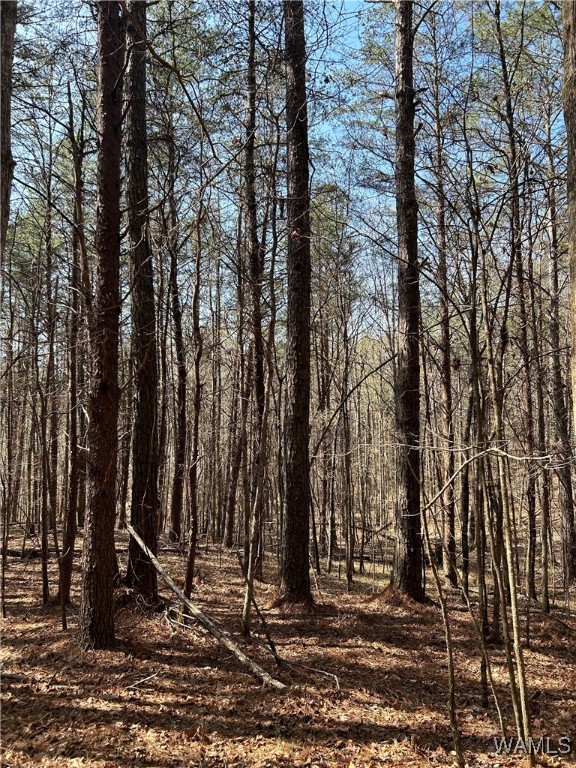 Jud Cook Road, Carbon Hill, Alabama image 8