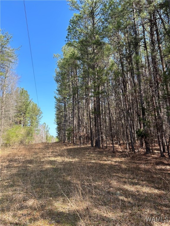 Jud Cook Road, Carbon Hill, Alabama image 9