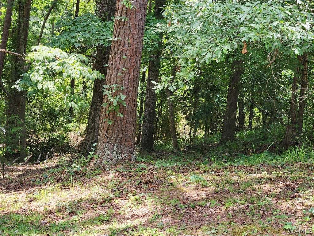 Photo 1 of 4 — 3833 Springhill Drive, Tuscaloosa, AL 35405