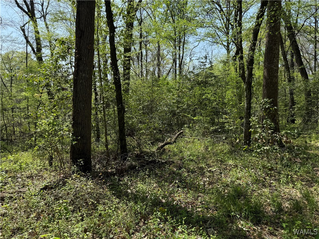 1781 Riverview Beach Road, Moundville, Alabama image 15
