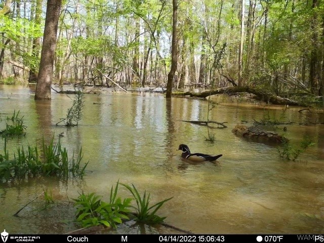 Reedy Branch Road, Hamilton, Alabama image 23