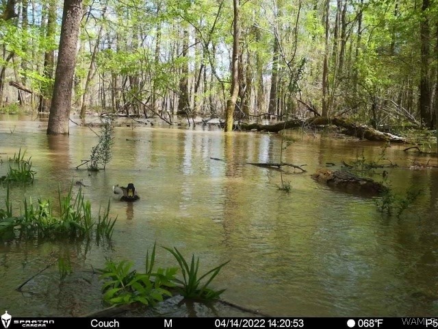 Reedy Branch Road, Hamilton, Alabama image 22