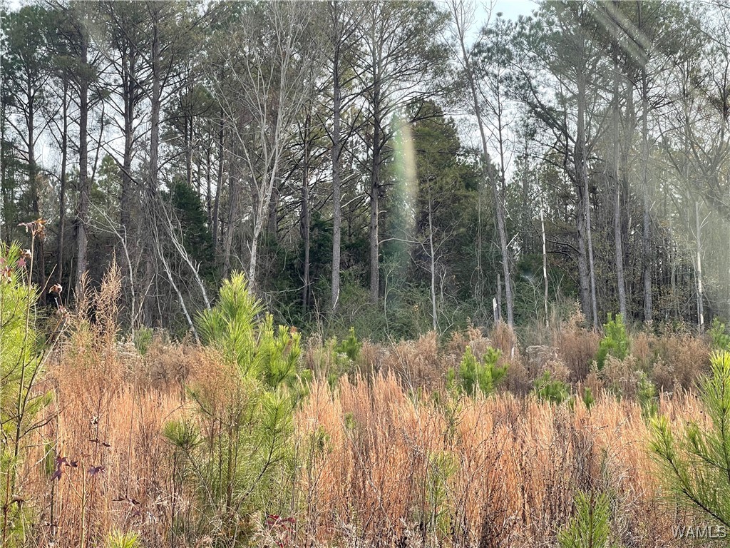 0-B Co 17 Road, Millport, Alabama image 2