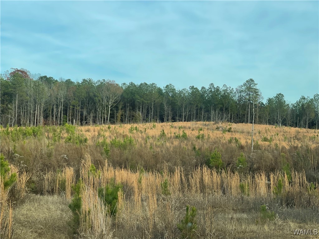 0-B Co 17 Road, Millport, Alabama image 1