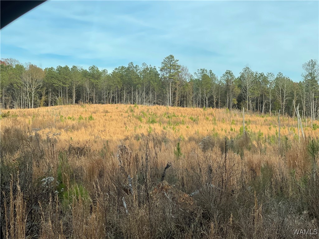 0-B Co 17 Road, Millport, Alabama image 3