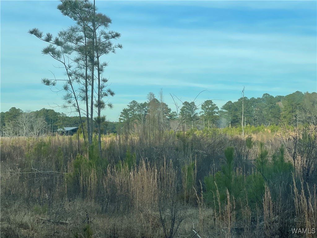 0-B Co 17 Road, Millport, Alabama image 5