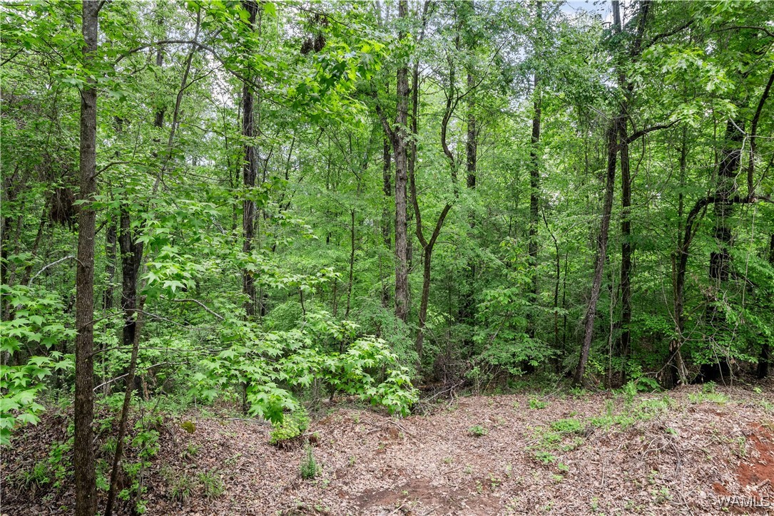 17719 Highway 43, North Port, Alabama image 4