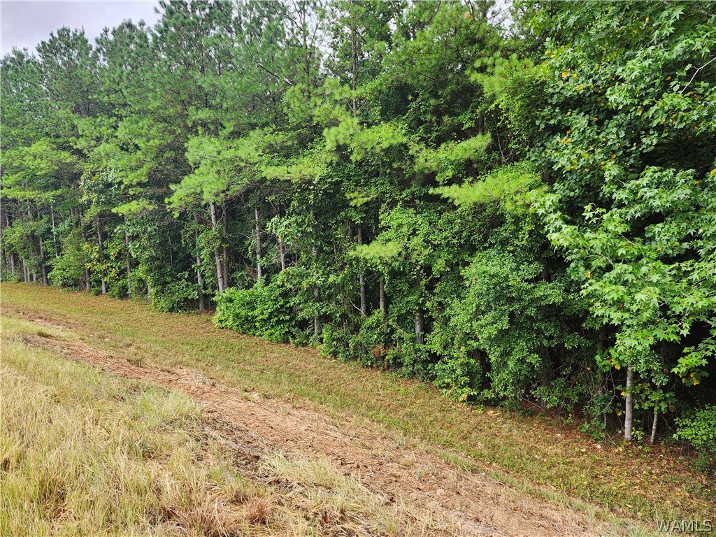 Highway 13, Fayette, Alabama image 1