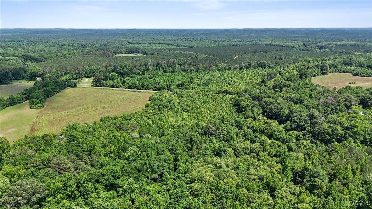 Benevola Road, Gordo, Alabama image 5