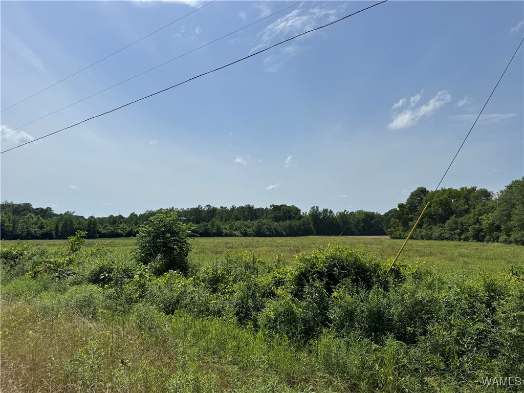 Benevola Road, Gordo, Alabama image 14