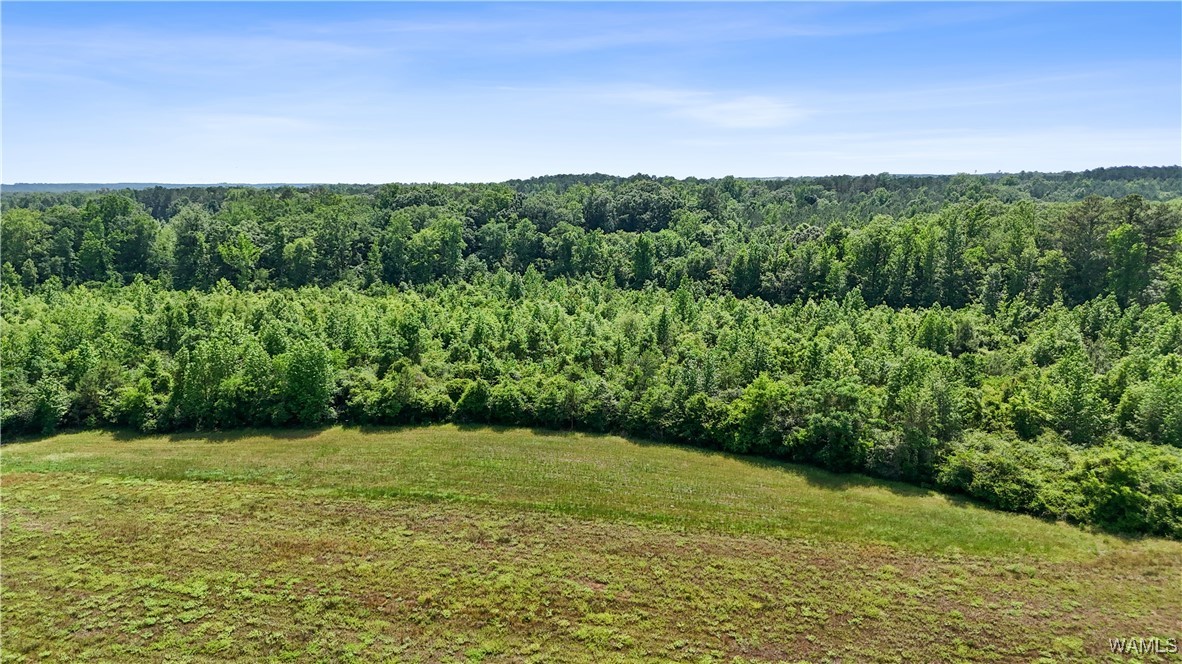 Benevola Road, Gordo, Alabama image 7