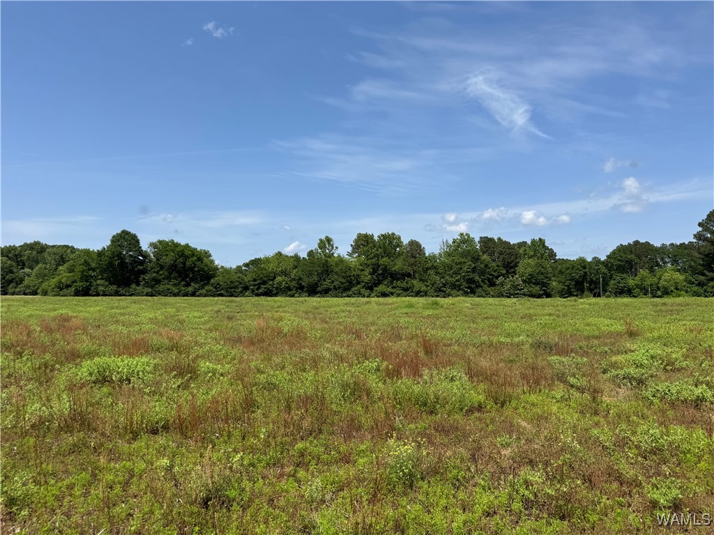 Benevola Road, Gordo, Alabama image 11