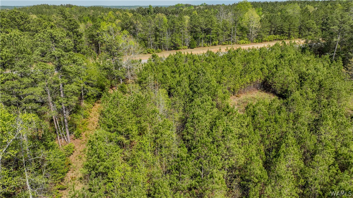 Highway 171, North Port, Alabama image 7