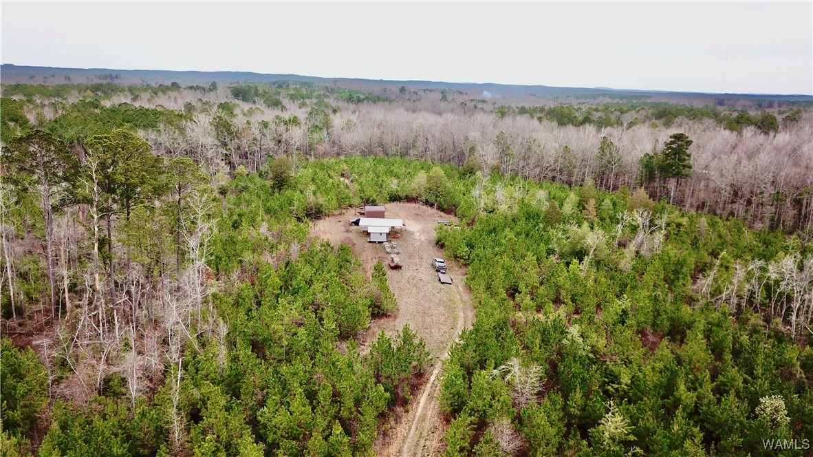 Dave Wells Cutoff Road, Gordo, Alabama image 7