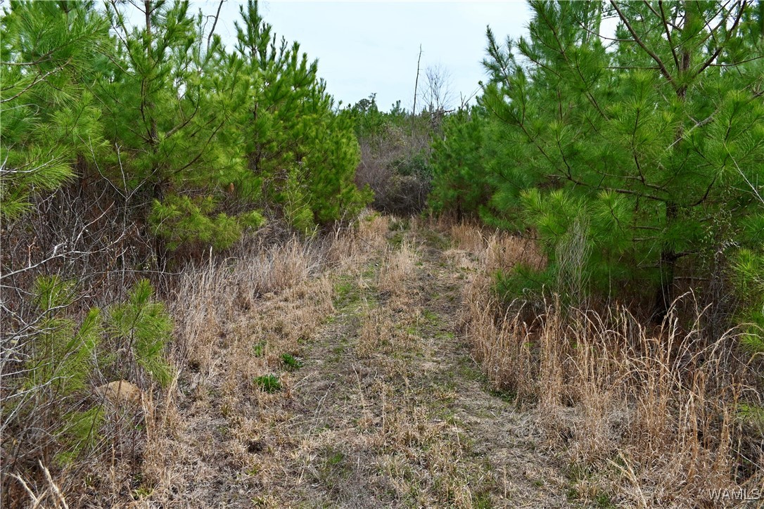 Dave Wells Cutoff Road, Gordo, Alabama image 37