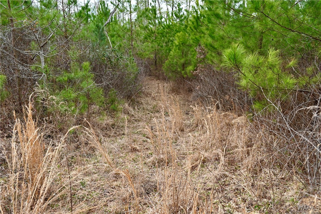 Dave Wells Cutoff Road, Gordo, Alabama image 32