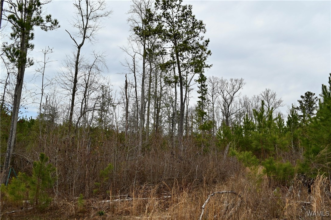 Dave Wells Cutoff Road, Gordo, Alabama image 30