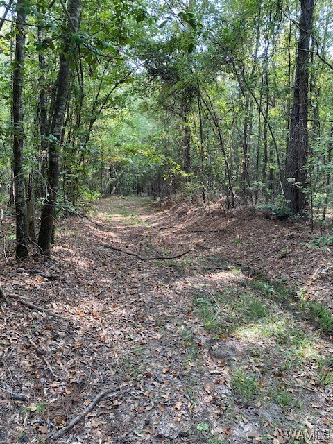 Robertson Road, Elrod, Alabama image 10