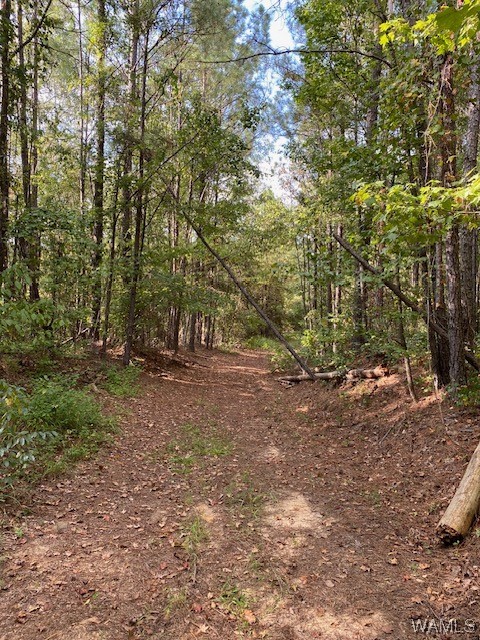 Robertson Road, Elrod, Alabama image 19