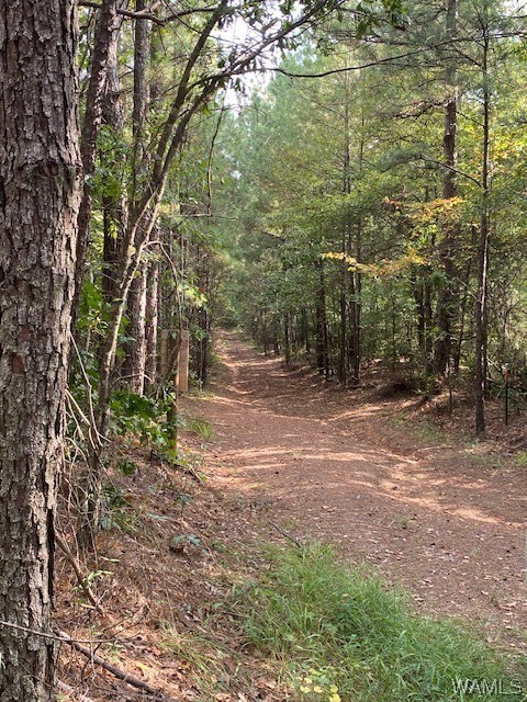 Robertson Road, Elrod, Alabama image 7