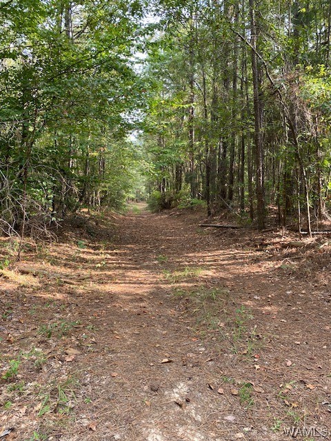 Robertson Road, Elrod, Alabama image 6