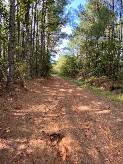 Robertson Road, Elrod, Alabama image 27