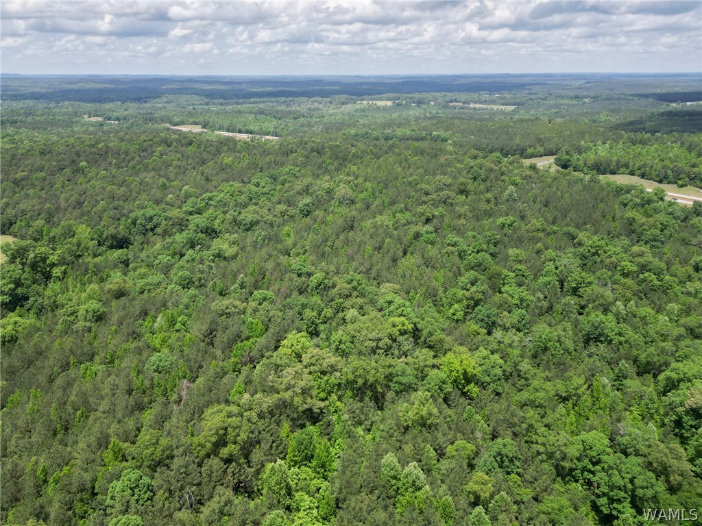 Highway 82, Centreville, Alabama image 6