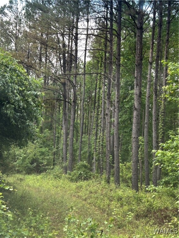 000 Beaver Creek Road, Vernon, Alabama image 6