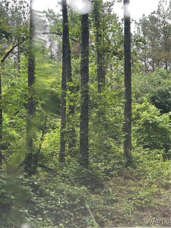 000 Beaver Creek Road, Vernon, Alabama image 5
