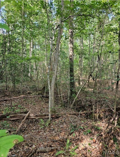 Robertson Road, Elrod, Alabama image 16