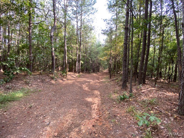 Robertson Road, Elrod, Alabama image 2
