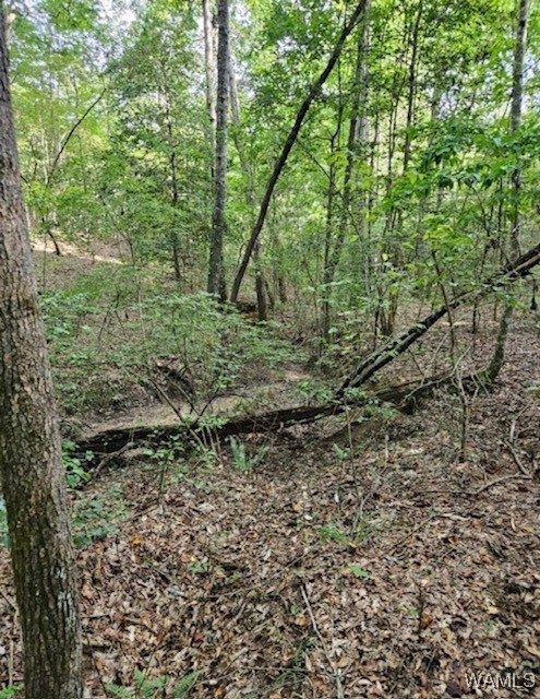 Robertson Road, Elrod, Alabama image 19