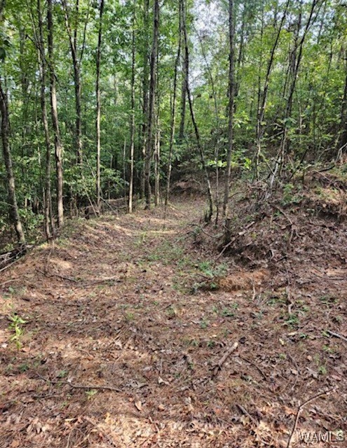 Robertson Road, Elrod, Alabama image 9