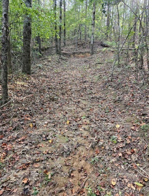 Robertson Road, Elrod, Alabama image 15